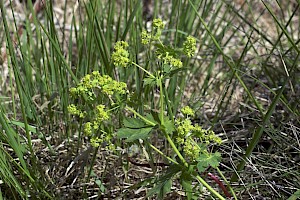 Alchemilla glabra Smooth Lady's-mantle