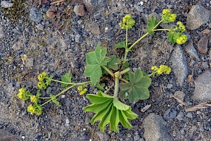 Alchemilla xanthochlora Intermediate Lady's-mantle