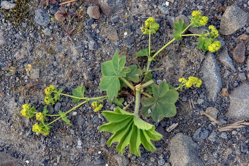 Alchemilla xanthochlora - © Charles Hipkin