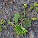 Alchemilla xanthochlora