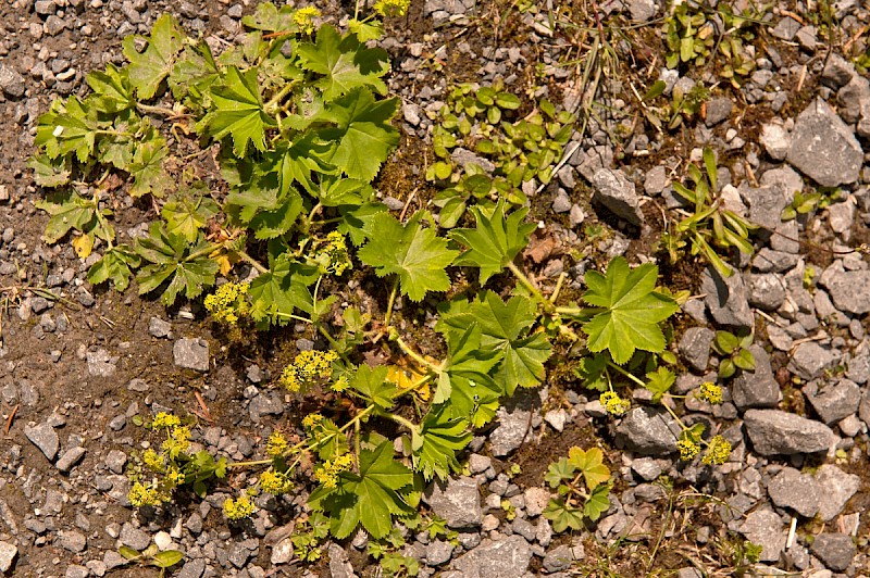 Alchemilla xanthochlora - © Charles Hipkin