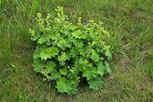 Alchemilla mollis Garden Lady's-mantle