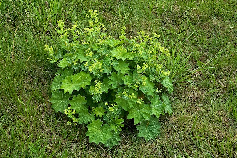 Alchemilla mollis - © Charles Hipkin