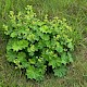 Alchemilla mollis