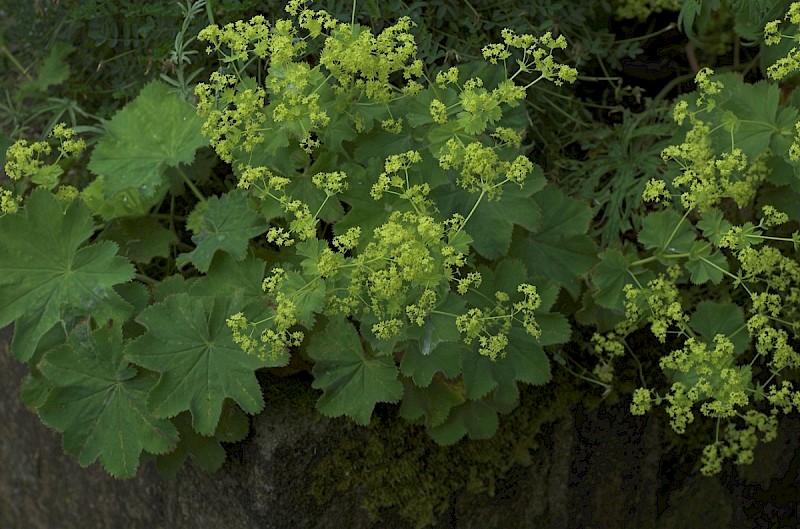 Alchemilla mollis - © Charles Hipkin