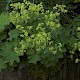 Alchemilla mollis