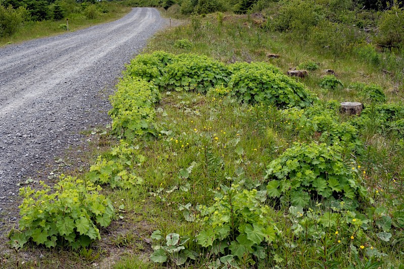 Alchemilla mollis - © Charles Hipkin