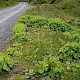 Alchemilla mollis