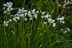 Allium triquetrum Three-cornered Garlic