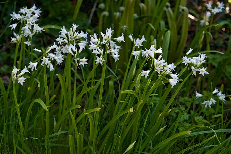 Allium triquetrum - © Charles Hipkin