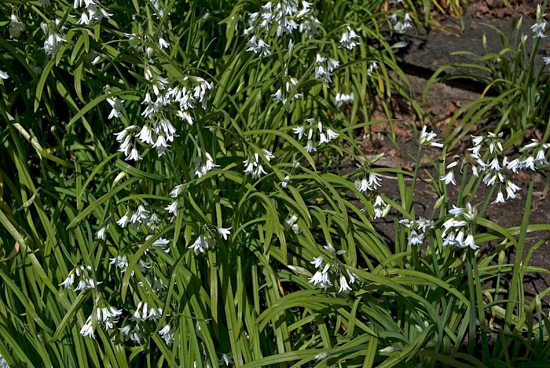 Allium triquetrum - © Charles Hipkin