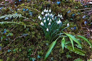 Galanthus nivalis Snowdrop