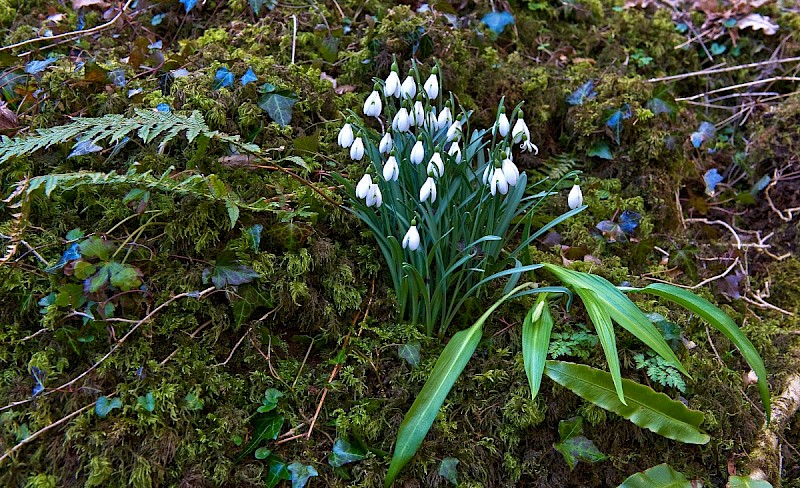 Galanthus nivalis - © Charles Hipkin