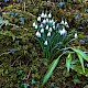 Galanthus nivalis