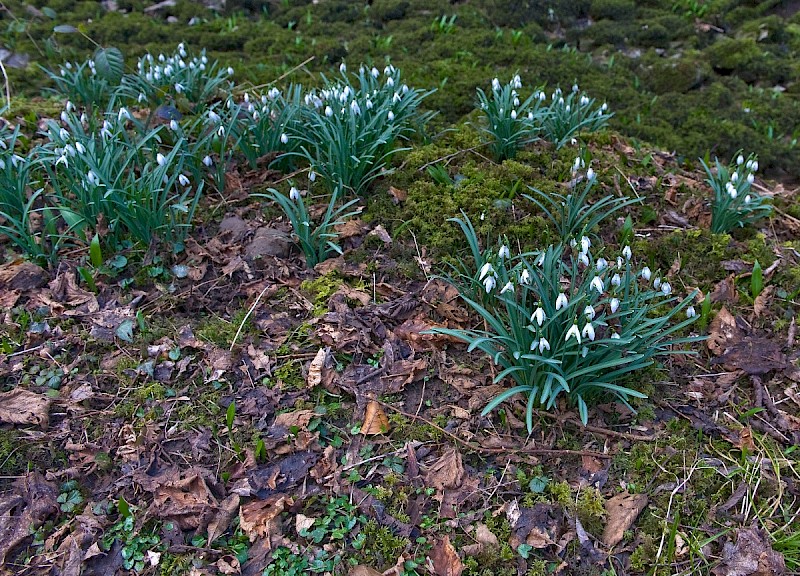 Galanthus nivalis - © Charles Hipkin