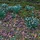 Galanthus nivalis