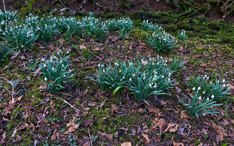 Galanthus nivalis - © Charles Hipkin