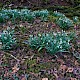 Galanthus nivalis