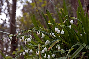 Leucojum aestivum subsp. pulchellum Summer Snowflake