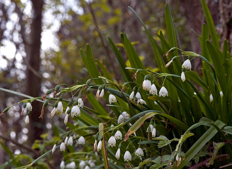 Leucojum aestivum subsp. pulchellum - © Charles Hipkin