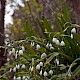 Leucojum aestivum subsp. pulchellum