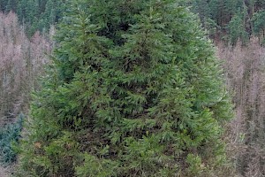 Cryptomeria japonica Japanese Red-cedar