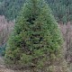 Cryptomeria japonica