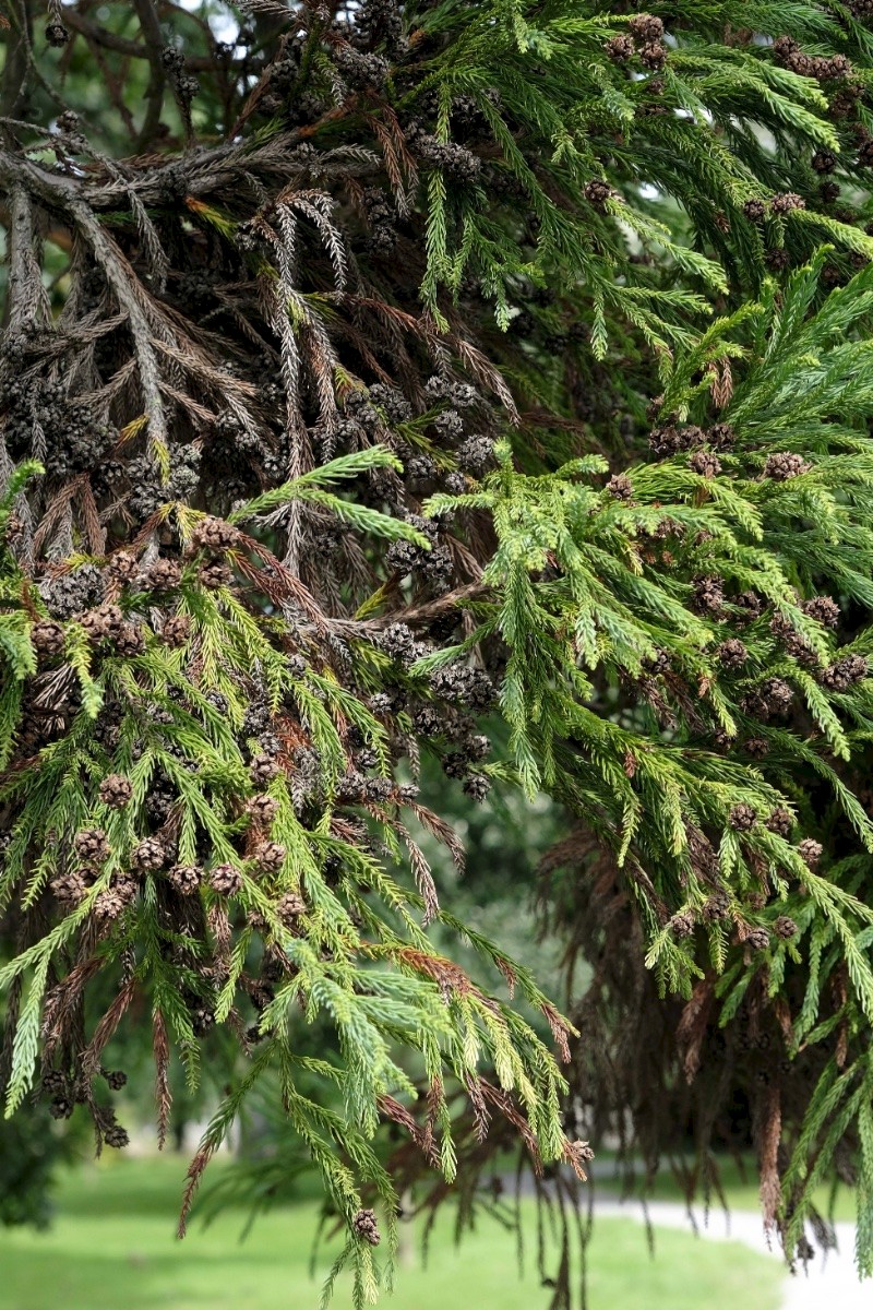 Cryptomeria japonica - © Charles Hipkin