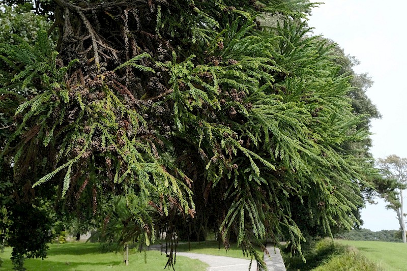 Cryptomeria japonica