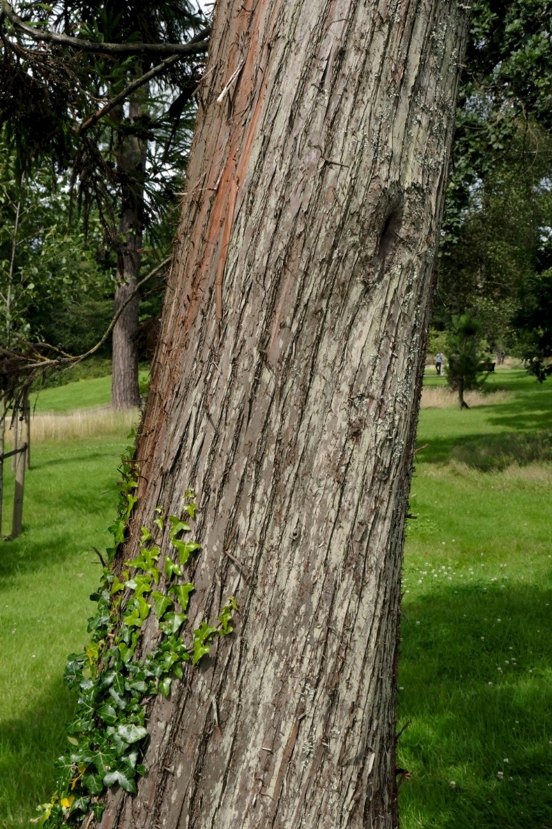 Cryptomeria japonica - © Charles Hipkin