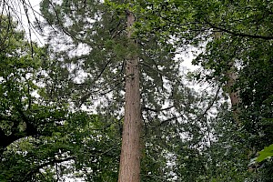 Sequoiadendron giganteum Wellingtonia