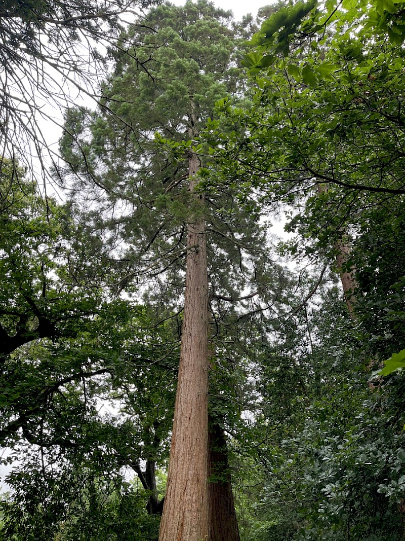 Sequoiadendron giganteum - © Charles Hipkin