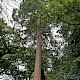 Sequoiadendron giganteum