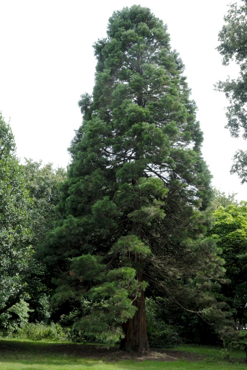 Sequoiadendron giganteum - © Charles Hipkin