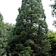 Sequoiadendron giganteum