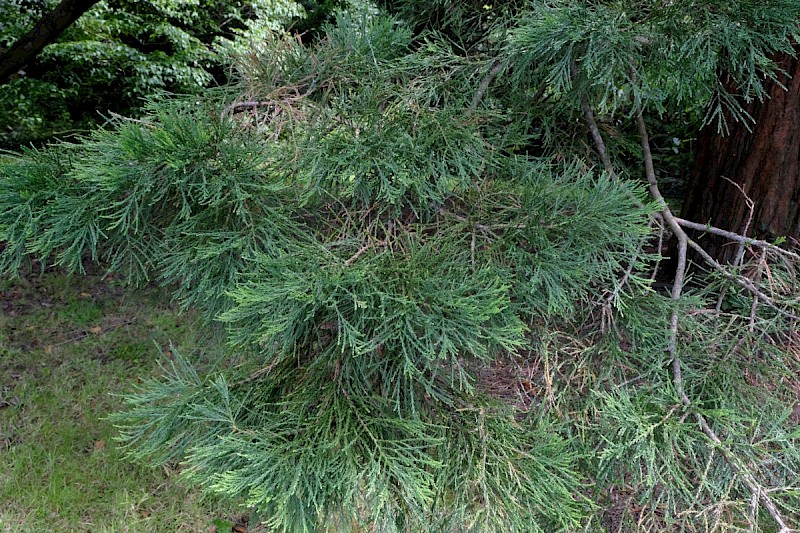 Sequoiadendron giganteum - © Charles Hipkin