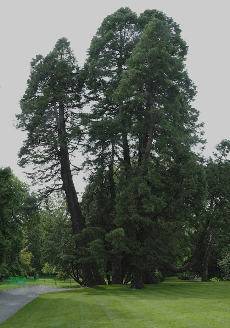 Sequoiadendron giganteum - © Charles Hipkin