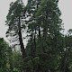 Sequoiadendron giganteum