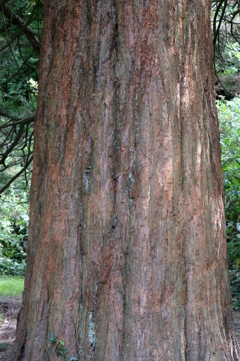 Sequoiadendron giganteum - © Charles Hipkin