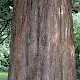 Sequoiadendron giganteum