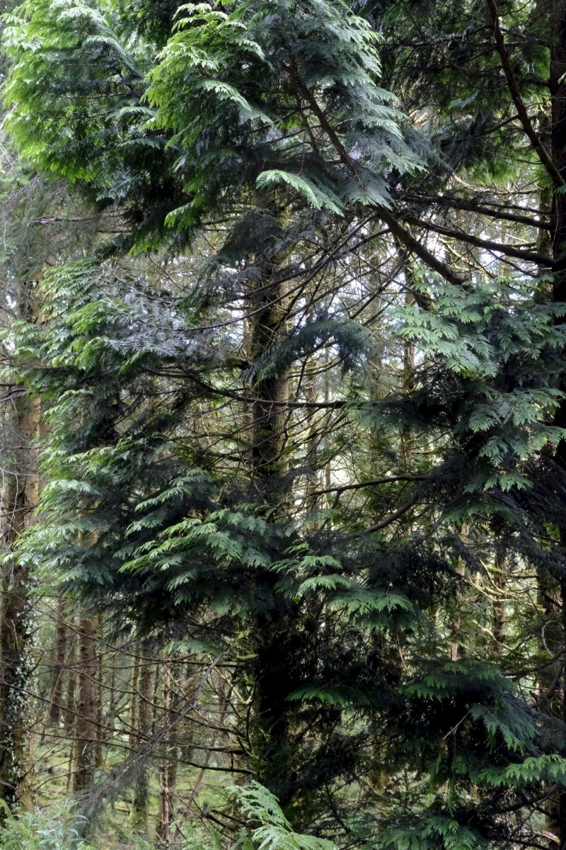 Thuja plicata - © Charles Hipkin