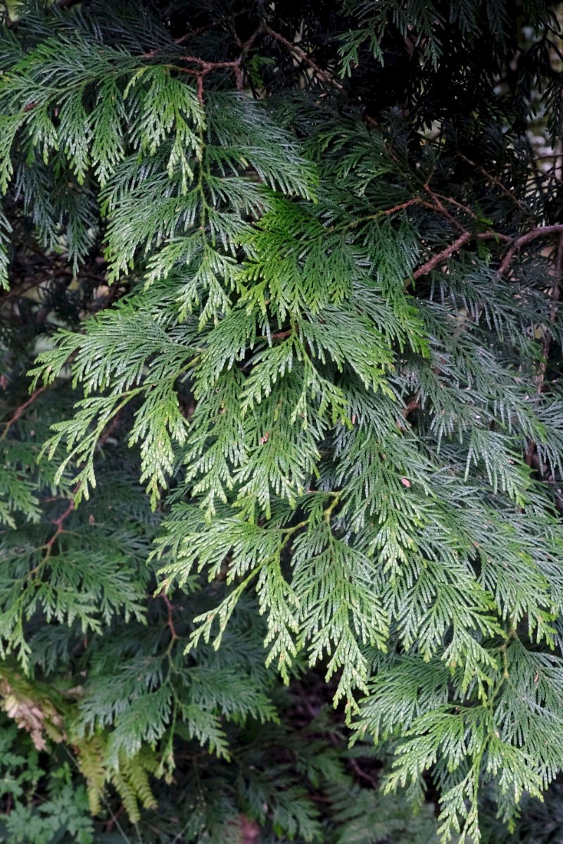 Thuja plicata - © Charles Hipkin