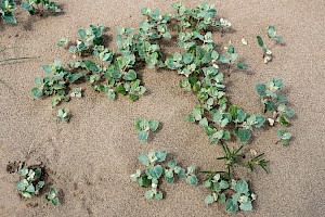 Amaranthaceae (Chenopodiaceae)