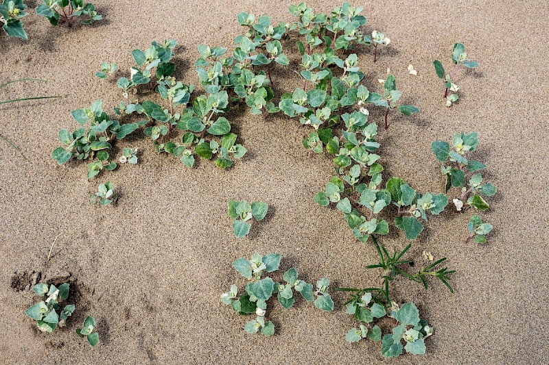 Atriplex laciniata - © Charles Hipkin