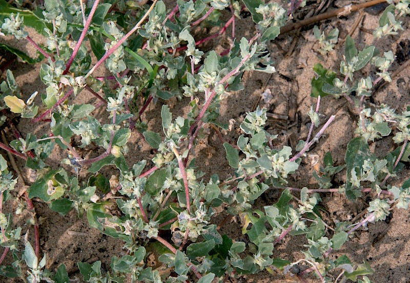 Atriplex laciniata - © Charles Hipkin