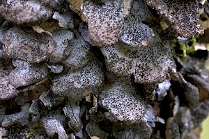 Sticta fuliginosa s. lat. Peppered Moon Lichen