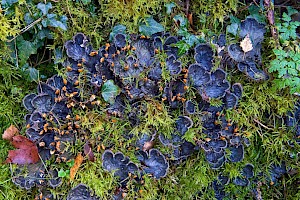 Peltigera membranacea Membranous Dog-lichen