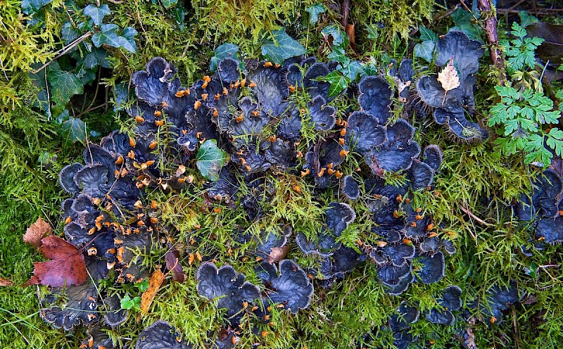 Peltigera membranacea - © Charles Hipkin