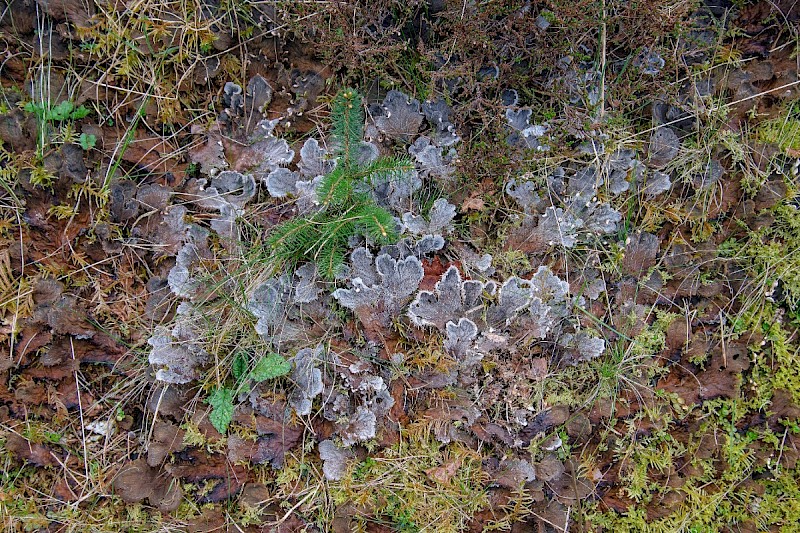 Peltigera membranacea - © Charles Hipkin