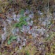 Peltigera membranacea